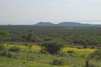 Tiere im Etosha Nationalpark (5)