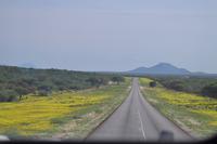 Tiere im Etosha Nationalpark (6)
