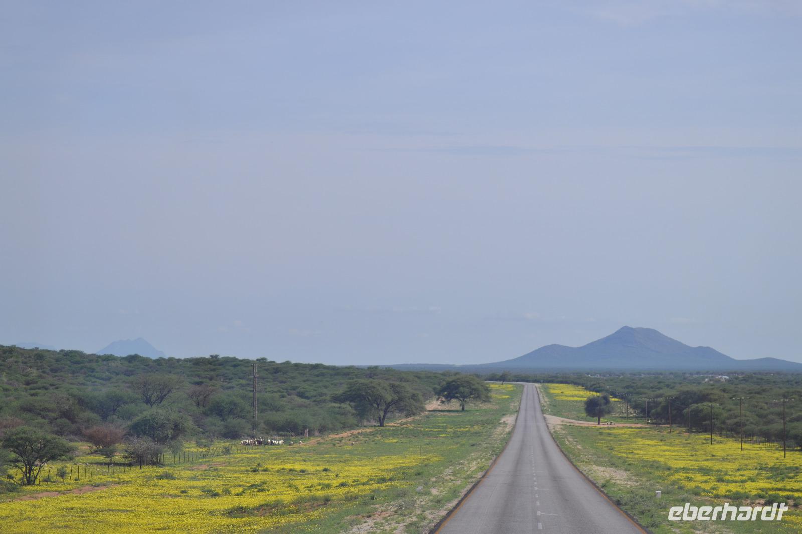 Tiere im Etosha Nationalpark (7)
