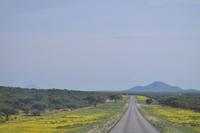 Tiere im Etosha Nationalpark (7)