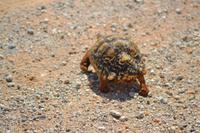 Tiere im Etosha Nationalpark (10)