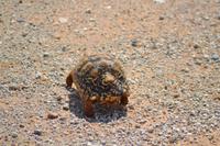 Tiere im Etosha Nationalpark (11)
