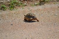 Tiere im Etosha Nationalpark (12)