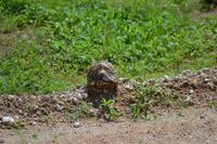 Tiere im Etosha Nationalpark (13)
