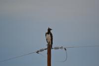 Tiere im Etosha Nationalpark (14)