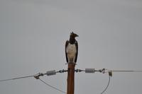 Tiere im Etosha Nationalpark (15)