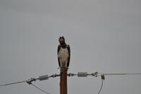 Tiere im Etosha Nationalpark (16)