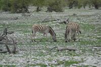 Tiere im Etosha Nationalpark (18)