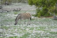 Tiere im Etosha Nationalpark (19)