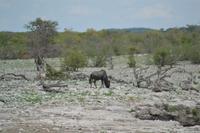 Tiere im Etosha Nationalpark (20)