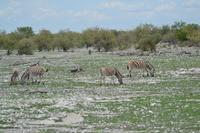 Tiere im Etosha Nationalpark (21)