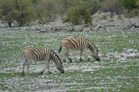 Tiere im Etosha Nationalpark (22)