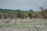 Tiere im Etosha Nationalpark (23)