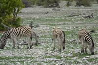 Tiere im Etosha Nationalpark (24)