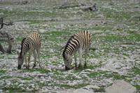 Tiere im Etosha Nationalpark (25)