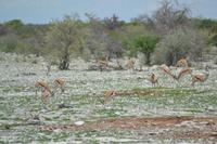 Tiere im Etosha Nationalpark (26)