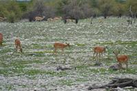 Tiere im Etosha Nationalpark (27)