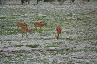 Tiere im Etosha Nationalpark (28)
