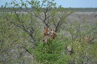 Tiere im Etosha Nationalpark (29)