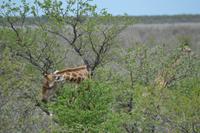 Tiere im Etosha Nationalpark (30)