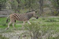 Tiere im Etosha Nationalpark (31)