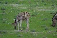 Tiere im Etosha Nationalpark (32)