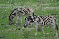 Tiere im Etosha Nationalpark (33)