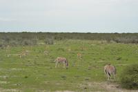 Tiere im Etosha Nationalpark (34)