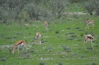 Tiere im Etosha Nationalpark (35)