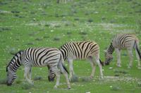 Tiere im Etosha Nationalpark (36)