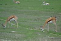 Tiere im Etosha Nationalpark (39)