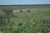 Tiere im Etosha Nationalpark (40)