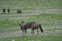 Tiere im Etosha Nationalpark (41)