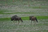 Tiere im Etosha Nationalpark (42)