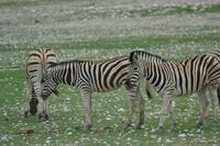 Tiere im Etosha Nationalpark (43)