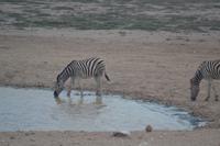 Tiere im Etosha Nationalpark (44)