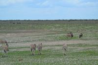 Tiere im Etosha Nationalpark (46)