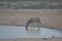 Tiere im Etosha Nationalpark (47)