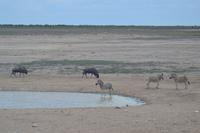 Tiere im Etosha Nationalpark (48)
