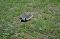 Tiere im Etosha Nationalpark (49)