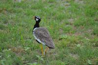 Tiere im Etosha Nationalpark (50)