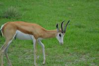 Tiere im Etosha Nationalpark (51)