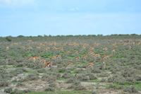 Tiere im Etosha Nationalpark (54)