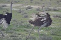 Tiere im Etosha Nationalpark (55)
