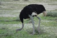 Tiere im Etosha Nationalpark (56)