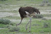 Tiere im Etosha Nationalpark (57)