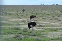 Tiere im Etosha Nationalpark (58)