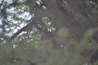 Tiere im Etosha Nationalpark (59)