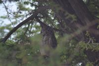 Tiere im Etosha Nationalpark (60)