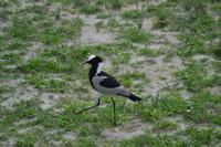 Tiere im Etosha Nationalpark (63)
